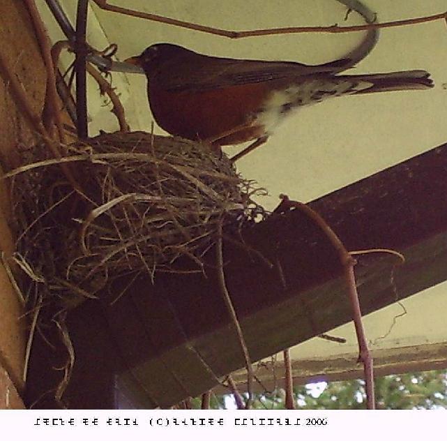 Robin